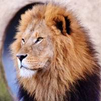 Especies o tipos de león